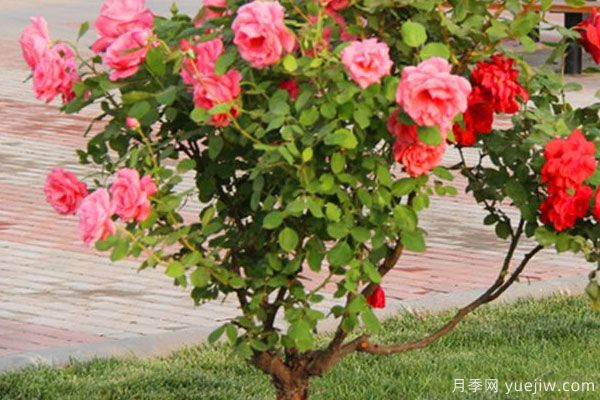 月季樹苗大概多少錢一棵？南陽產(chǎn)地價格美麗(圖1)
