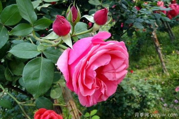 月季樹苗大概多少錢一棵？南陽產(chǎn)地價格美麗(圖2)