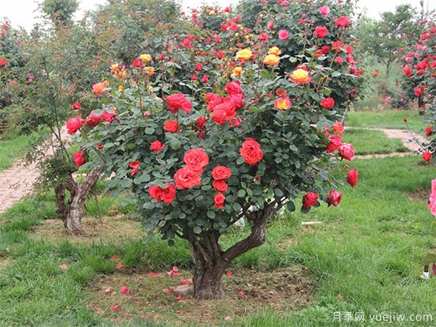 樹(shù)型月季花嫁接哪個(gè)品種好？(圖1)