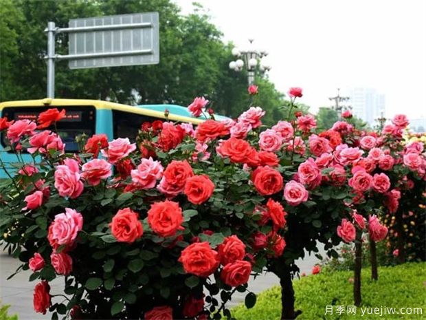 苗木價格變化快，如何抓住機會賣出高價(圖1)