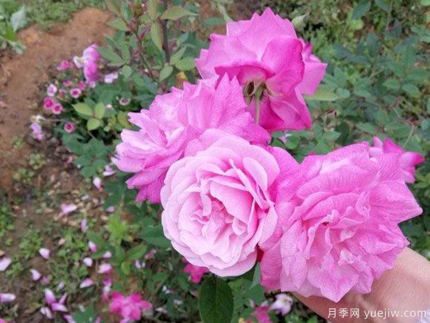 中國(guó)10大古老月季品種有哪些？花美花期長(zhǎng)(圖2)