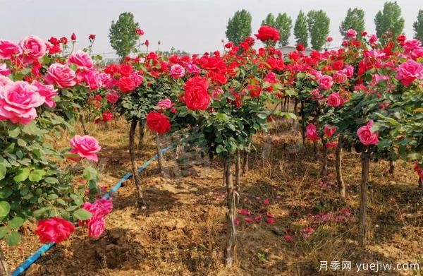 決定樹狀月季嫁接成活率的要素有什么？(圖1)