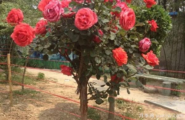 樹狀月季，是如何長成一棵五顏六色的月季花樹呢(圖1)