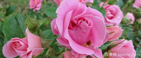 盆栽月季花，在不同時(shí)節(jié)，養(yǎng)育有什么注意點(diǎn)？(圖1)