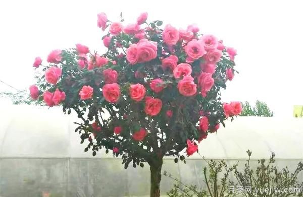 景觀月季花謝之后，如何養(yǎng)護(hù)可以二次花開(kāi)？(圖1)