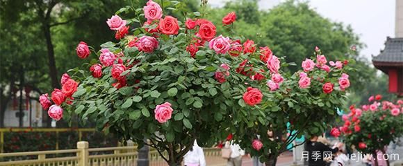 月季花五顏六色，什么會影響樹狀月季花的顏色呢？(圖1)