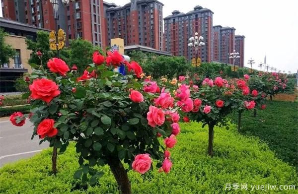 怎樣讓我們的月季， 每個月都開能開大花？(圖1)