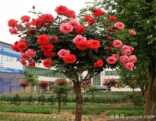月季花遇到鉆蛀型害蟲，該怎么解決呢？(圖1)