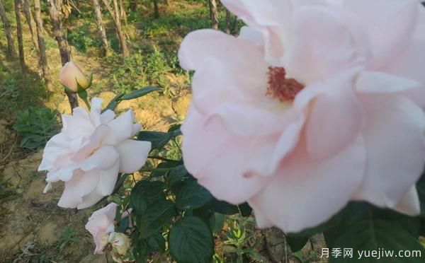 開(kāi)封樹(shù)狀月季選購(gòu)辦法？以及它的嫁接辦法(圖1)