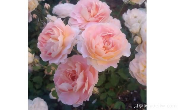 樹(shù)狀月季花矮小，這樣做讓它成長(zhǎng)(圖1)