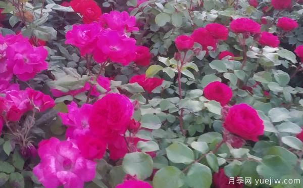 景區(qū)樹狀月季樹的品種，具備的特點(diǎn)(圖1)