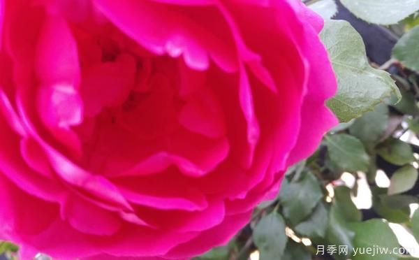 4公分樹狀月季的灌溉技術(shù)是怎樣的？(圖1)