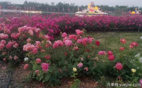 如何防止樹狀月季會變形呢？南陽月季小編分享(圖1)