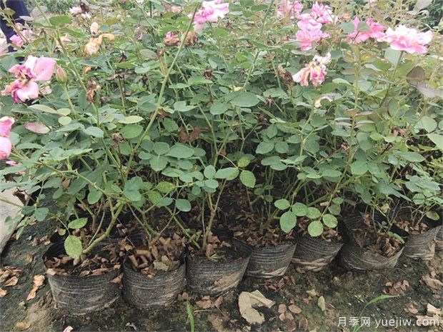 盆栽月季在栽植過程中如何處理呢？(圖1)