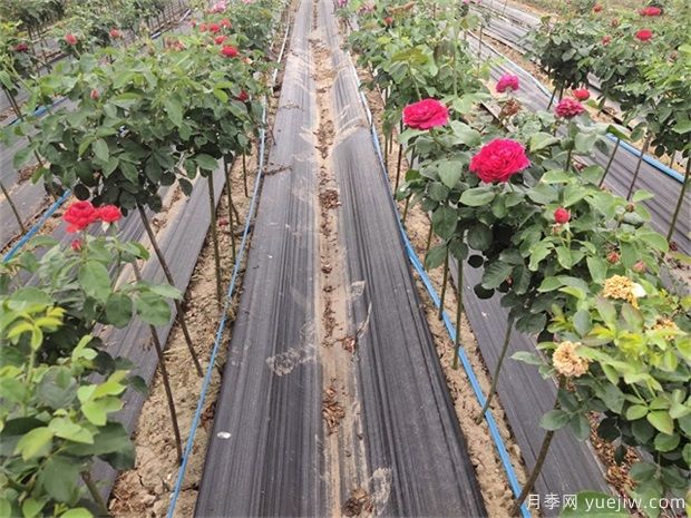 種植業(yè)是什么？國家扶持的種植業(yè)項目有哪些？(圖1)