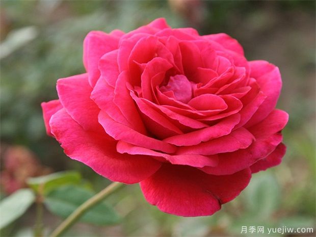 月季花突然蔫掉原因和蔫后養(yǎng)護技巧(圖2)