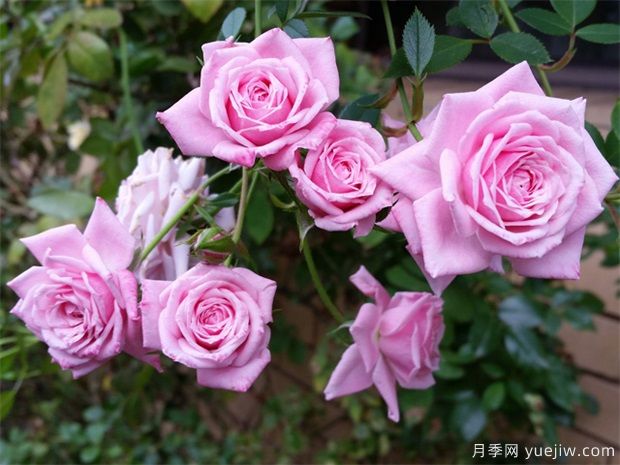 月季花可以泡水喝嗎？月季花的功效與作用(圖1)