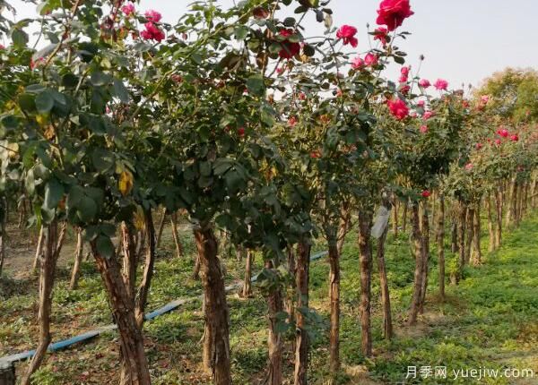 怎樣提高月季花的抵抗力？(圖1)