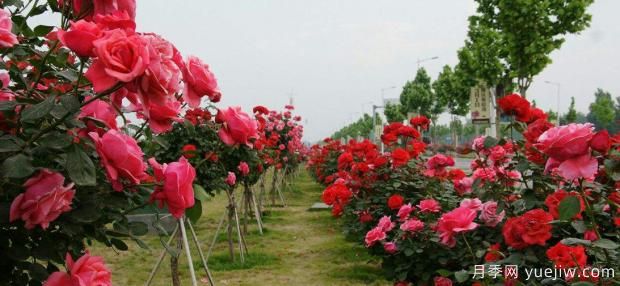 夏季月季花殘花修剪后怎樣管理？(圖1)