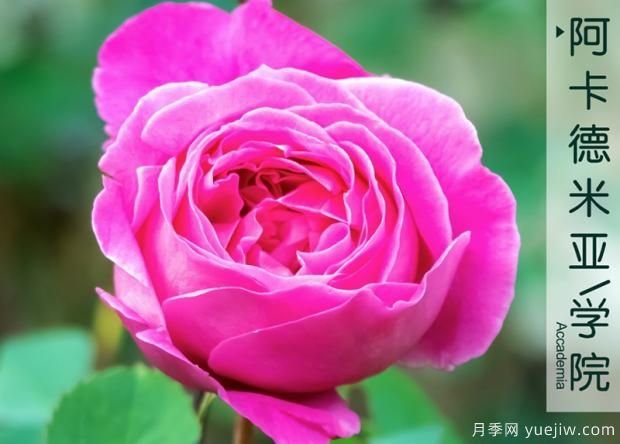 這樣養(yǎng)月季花開(kāi)花更多！(圖1)