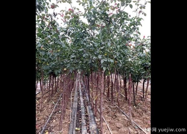 怎樣用淘米水澆月季花？(圖1)