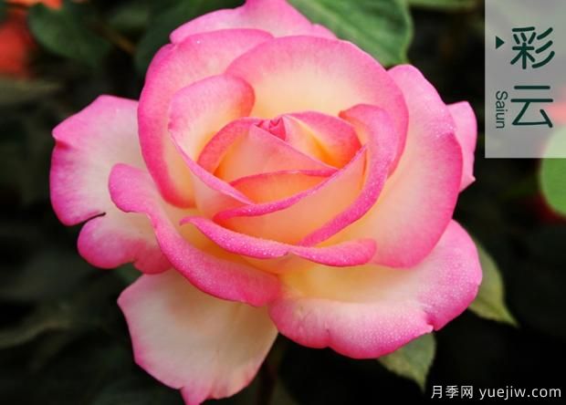 培育幼齡期月季需要注意哪些方面？(圖1)