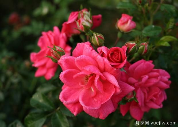 秋季月季花管理要點(diǎn)有哪些？(圖1)