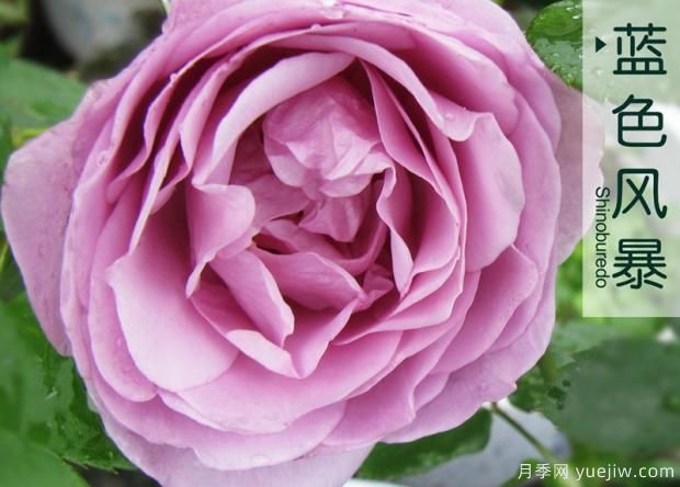 藤本月季在更新時(shí)應(yīng)如何保護(hù)芽？(圖1)