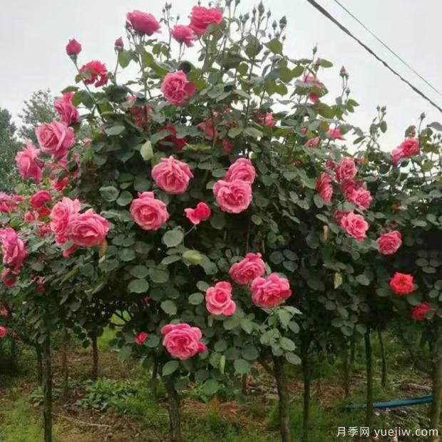 種植月季為什么要有一個通風環(huán)境？(圖1)