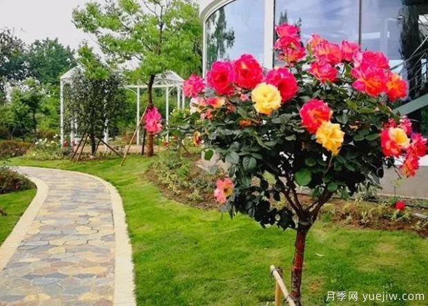 地被月季適合種植在哪里？造型優(yōu)勢有哪些？(圖1)