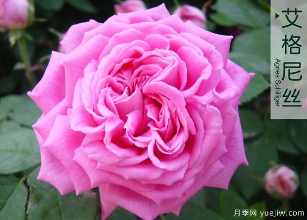 大花月季與豐花月季 你喜歡那個？(圖1)