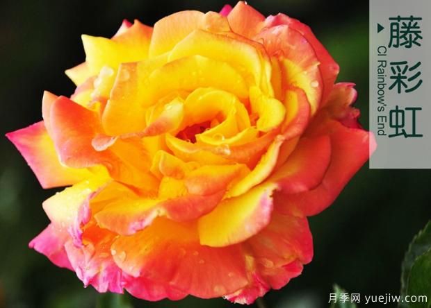 微型大花月季點(diǎn)綴陽(yáng)臺(tái)有這幾種！(圖1)