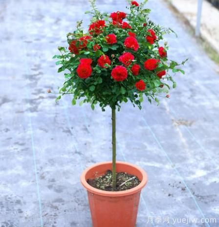 養(yǎng)花小白如何變大神？不可錯失的月季種植入門攻略（光照篇）(圖2)