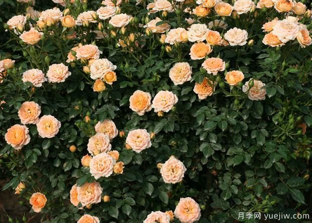 薔薇、月季、玫瑰你真的能分清它們的區(qū)別？(圖1)