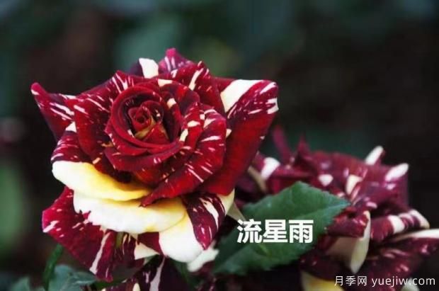 導(dǎo)致月季花黃葉常見的三個原因是什么？大花月季基地告訴你(圖1)