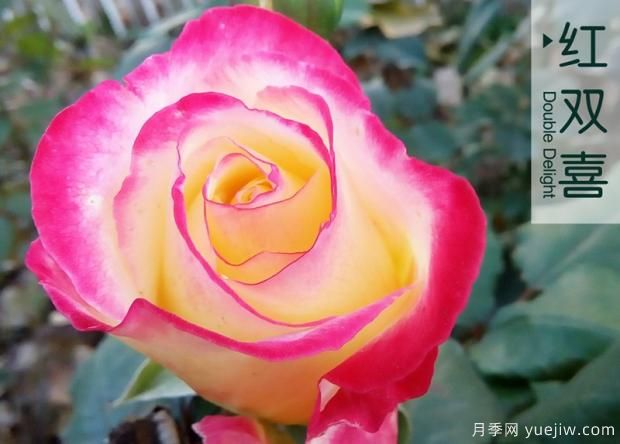 大花月季和豐花月季哪個更漂亮？二者有什么區(qū)別？(圖1)