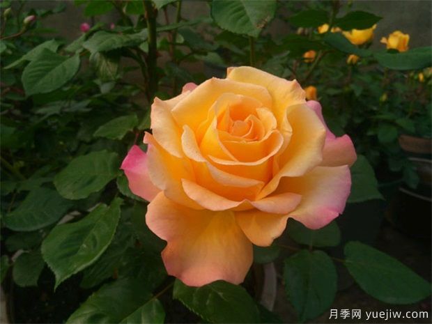 南陽月季花的花期是什么時(shí)候？想要開花要滿足哪些條件？(圖1)