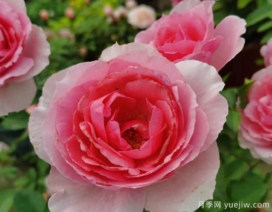 旋轉(zhuǎn)香水月季的優(yōu)缺點(diǎn)是什么？(圖1)