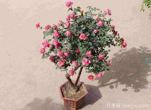 進(jìn)入冬季天氣寒冷，月季都有不同程度霜凍，我們?cè)撊绾窝a(bǔ)救呢？(圖1)