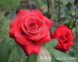 多方位介紹樹狀月季施肥技術(shù)(圖1)
