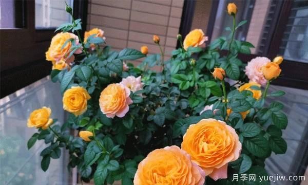 綠植盆栽是家居生活的必備點綴物，藤本月季為你家的陽臺流光溢彩(圖1)