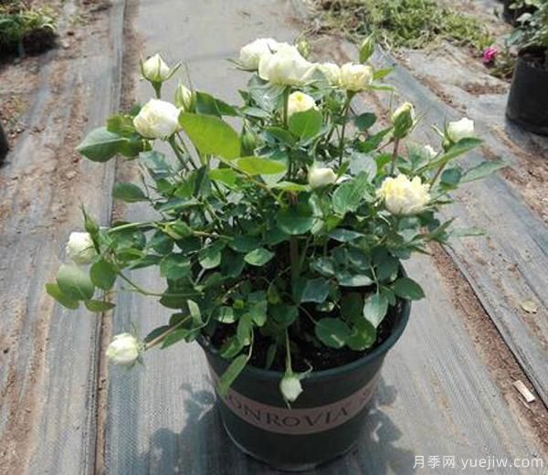 我們想要月季花，長勢壯，開花多，及時合理的修剪非常重要。(圖1)