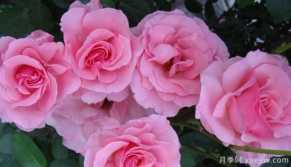 掌握以下六點(diǎn),樹(shù)狀月季養(yǎng)護(hù)不再是難題(圖1) 掌握以下六點(diǎn),樹(shù)狀月季養(yǎng)護(hù)不再是難題(圖1)