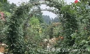 景區(qū)的拱形藤本月季是如何形成的，小苗初期都需要壓枝頭？(圖1)