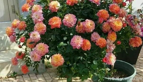 哪樣的花盆，可以用來種盆栽月季？(圖1)