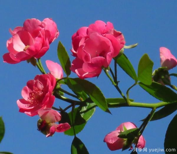 怎樣修剪枝干，能讓花越開(kāi)越多(圖1)