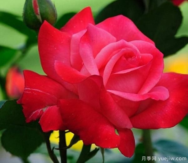 月季花養(yǎng)護，我們怎樣讓它成為真正的“月月紅”呢？(圖1)
