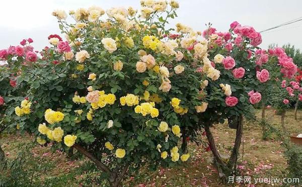 洛陽大花月季的施肥管理，你知道是怎樣的嗎？(圖1)