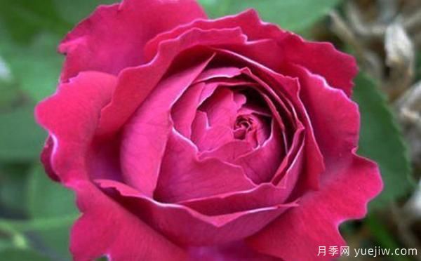 鄧縣盆栽月季種養(yǎng)有什么要了解的呢？(圖1)