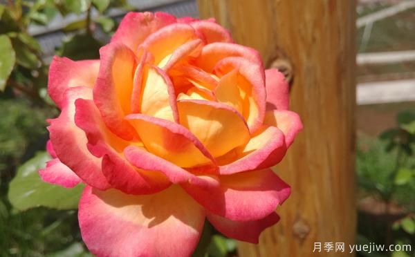 大花月季該怎樣修剪的呢？一起來看看吧(圖1)